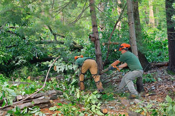 Best Tree Clearing Services  in Altamonte Springs, FL